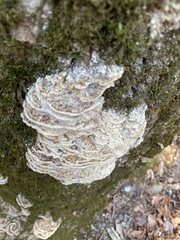 Rigidoporus