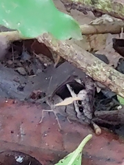 Posttaygetis penelea