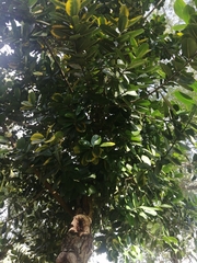 Calophyllum inophyllum