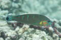 Halichoeres melanurus