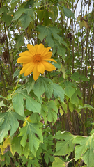 Tithonia diversifolia