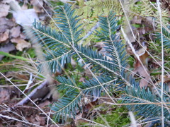 Abies alba