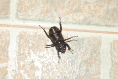 Phileurus