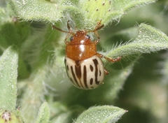 Zygogramma exclamationis