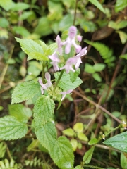 Salvia carnea