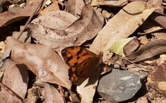 Heteronympha mirifica