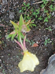Oenothera triloba
