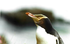 Megadyptes antipodes