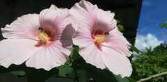 Hibiscus mutabilis