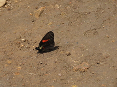 Castilia castilla