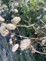 Torilis arvensis