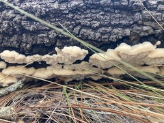 Irpiciporus