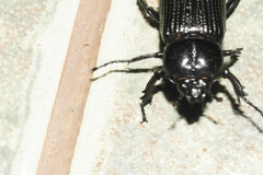 Phileurus