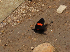 Castilia castilla