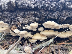 Irpiciporus