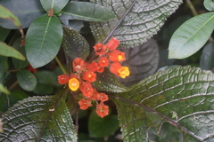 Chrysothemis pulchella