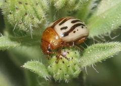 Zygogramma exclamationis