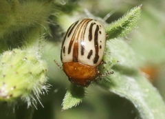 Zygogramma exclamationis