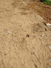 Bembix americana spinolae