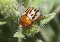 Zygogramma exclamationis