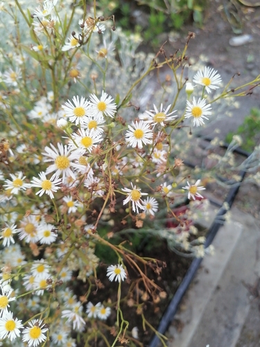 Erigeron annuus image