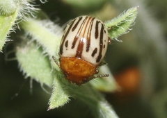 Zygogramma exclamationis