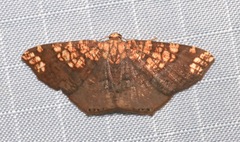 Nematocampa completa