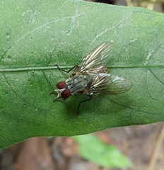 Muscina stabulans