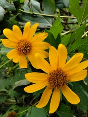 Tithonia diversifolia