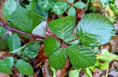 Rubus bifrons