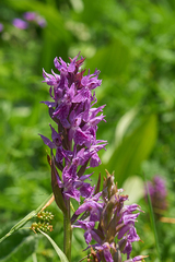 Dactylorhiza euxina