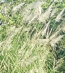 Saccharum spontaneum