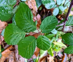 Rubus bifrons