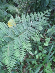 Microlepia speluncae