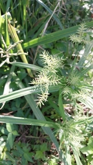 Cyperus odoratus