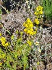 Calceolaria thyrsiflora