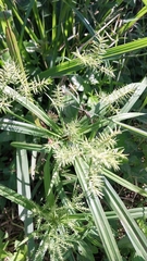 Cyperus odoratus