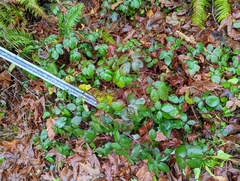 Rubus bifrons