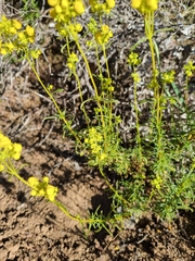 Calceolaria thyrsiflora