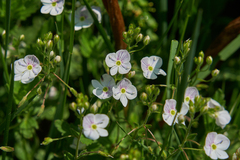 Veronica peduncularis