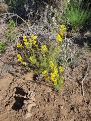 Calceolaria thyrsiflora