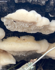 Irpiciporus