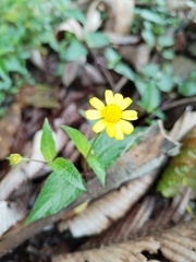 Acmella oppositifolia