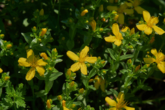 Hypericum orientale
