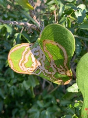 Marmara smilacisella