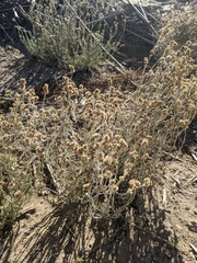 Pseudognaphalium microcephalum