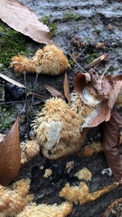 Radulomyces copelandii