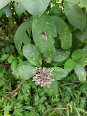 Palicourea hebeclada