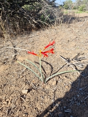 Zephyranthes tenuiflora