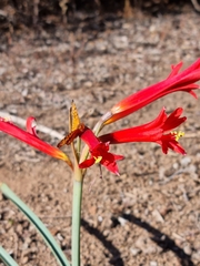 Zephyranthes tenuiflora